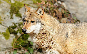 Nationalpark Bayerischer Wald Wanderurlaub